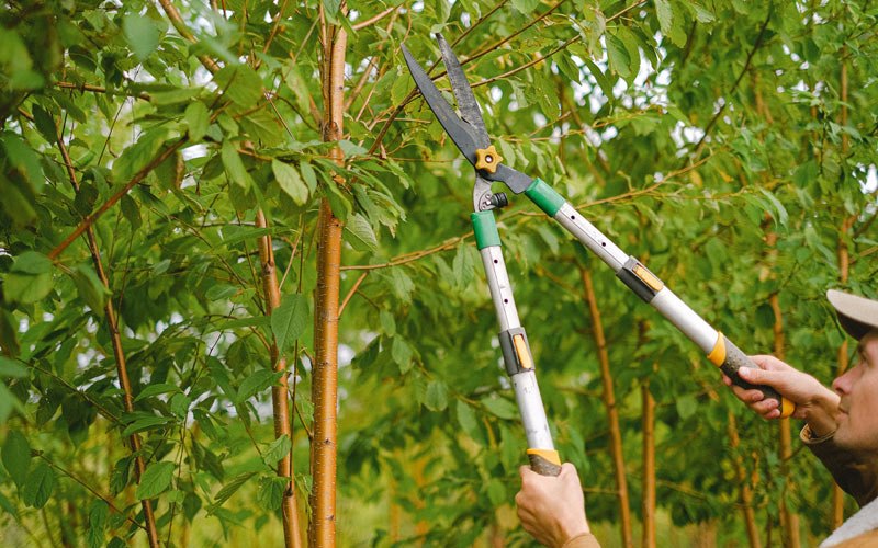 Tree trimming in Pownal, ME