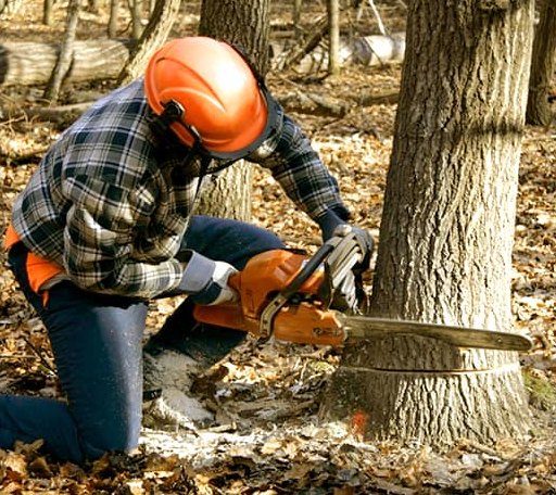 Tree Removal in Pownal, ME